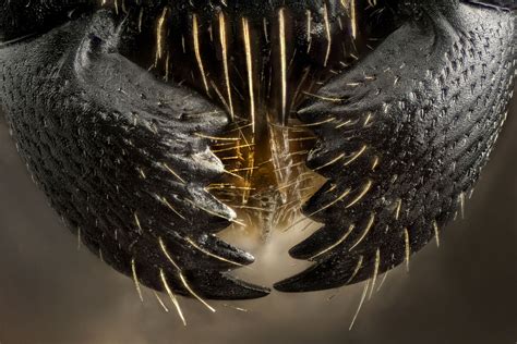 Focus Stacked Image of Black and Red Ant Mandibles: This is a focus-stacked image of my ...