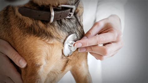 What we know about a mysterious illness making dogs sick and how to ...