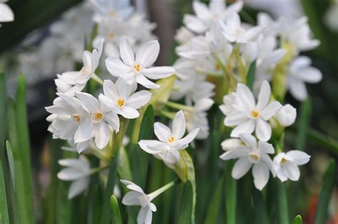 Paperwhites: Growing Paperwhite Flowers Indoors & Outdoors | Garden Design