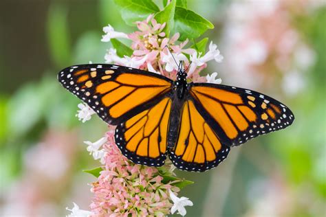 Monarch Butterfly - Meigs Point Nature Center