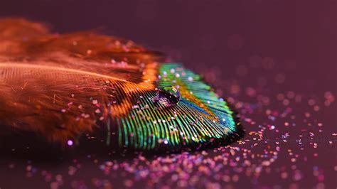 HD wallpaper: multicolored peacock feather, macro photography of peacock feather | Wallpaper Flare