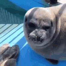 Seal GIFs | Tenor