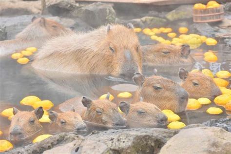 Celebrate 40 Years of Capybaras Soaking in Warm Waters at Izu Shaboten Zoo