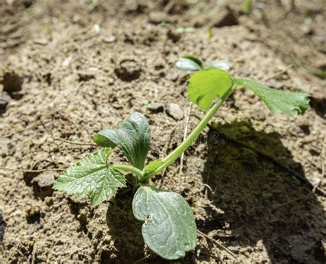 Zucchini Seedling. First Leaves Of A Courgette Or Zucchini Plant ...