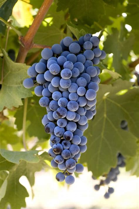 Cabernet Sauvignon Grape, Vitis vinifera 'Cabernet Sauvignon'