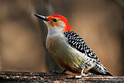 Male Red-Bellied Woodpecker 4 Photograph by Larry Ricker - Pixels