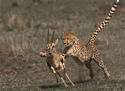 Perfectly-Timed Photos of Animals Hunting For Food