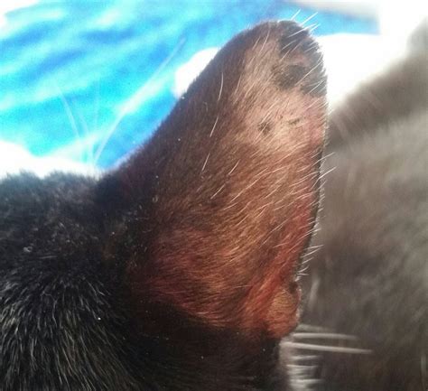 [SOLVED] What is this scabbing and hair loss on my cat's ear? ~ Pets ...