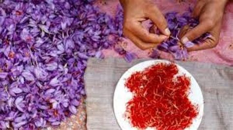 Kashmiri saffron received GI tag