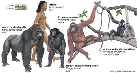 Primate - Evolution, Behavior, Taxonomy | Britannica