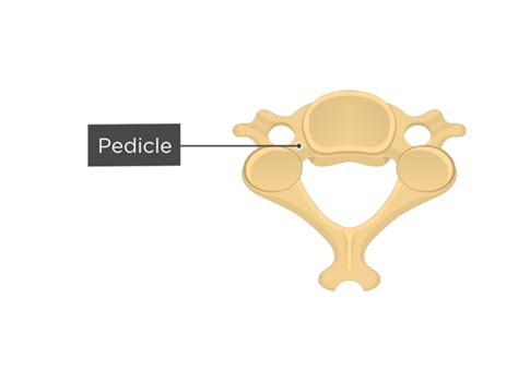 Cervical Vertebrae Anatomy