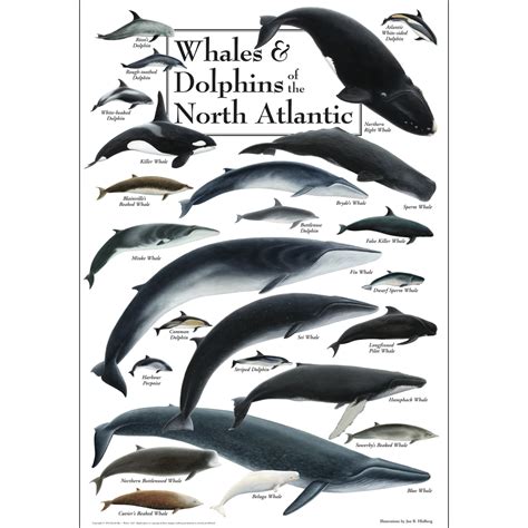 Whale Species Poster