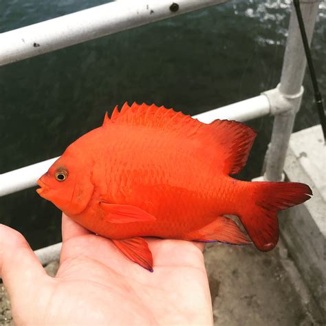 Garibaldi, the California state fish : r/Fishing