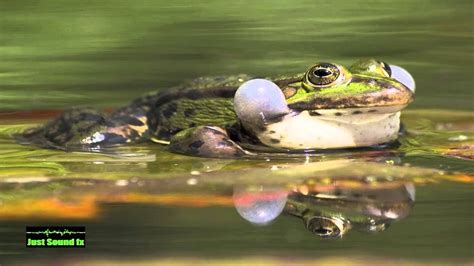 frog croaking sound - YouTube