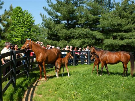 Kentucky Horse Park