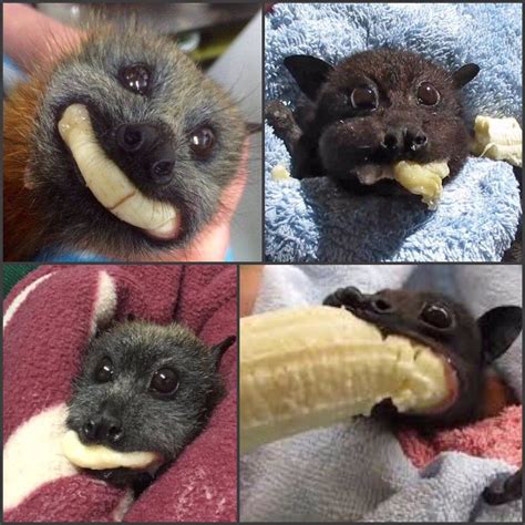 Cute Baby Bats Eating Bananas