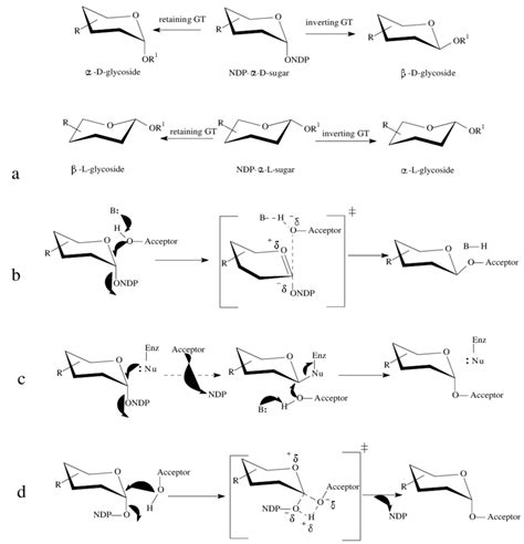 Mechanisms of glycosyltransferases. a) Possible stereochemical outcomes ...