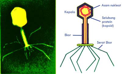 Soal Materi Virus Kelas X SMA - EDUBIO