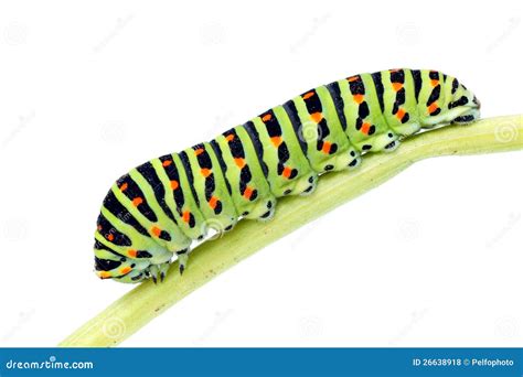 Caterpillar-Papilio Machaon. Royalty Free Stock Photos - Image: 26638918