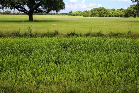 Chalmette Battlefield - Wesley Adventures