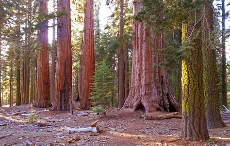 Giant Sequoias - Yosemite National Park (U.S. National Park Service)