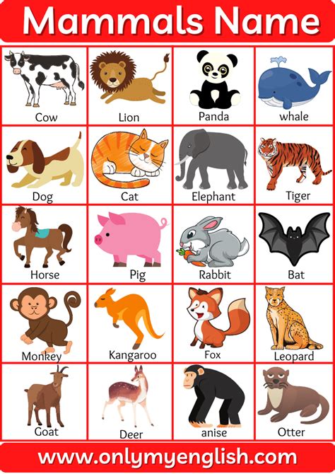 Mammals Name and Examples with Pictures » Onlymyenglish.com