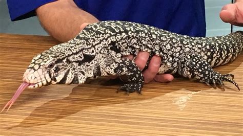 Wild Wednesday: Argentine black and white Tegu | WKRC