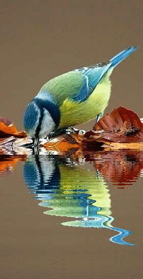 GIF Beautiful Birds, Beautiful Images, Jolie Images, Bird Quotes ...