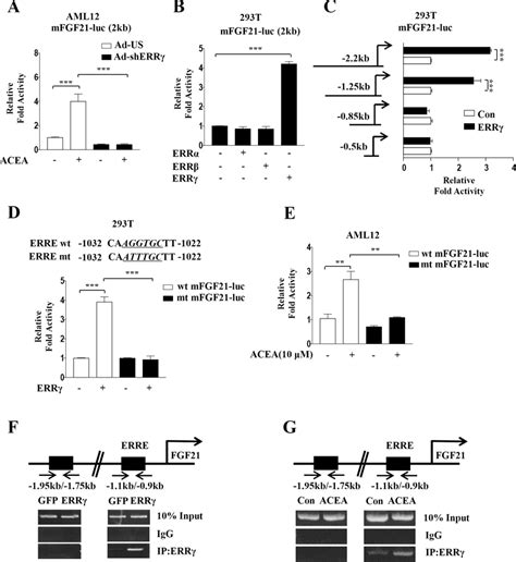 ERRγ activates mouse FGF21 gene promoter activity. (A) AML12 cells were... | Download Scientific ...