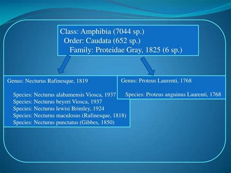 PPT - Proteidae PowerPoint Presentation, free download - ID:3028242