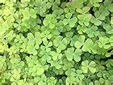 Framed Four-Leaf Clover - Luck of the Irish - The Green Head