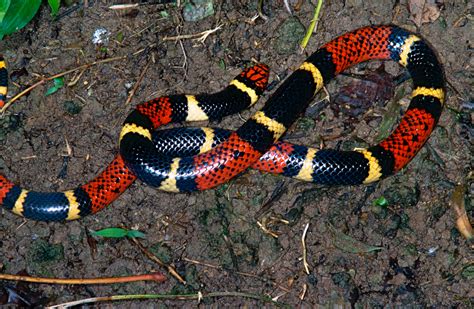 Aquatic Coral Snake | Biodiversity Database Suriname