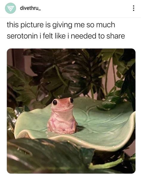 30+ Hoppity Wholesome Frog Memes To Lighten The Mood | Funny frogs ...