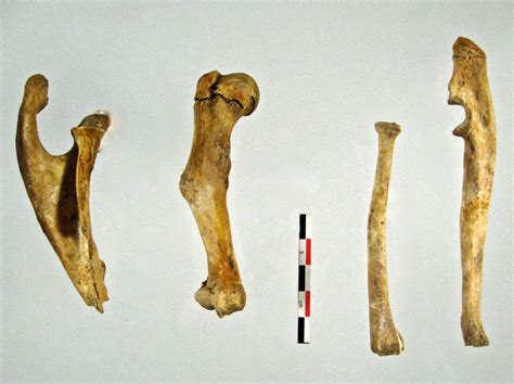 Scapula Humerus Radius Ulna 02 | ArchéoZoothèque