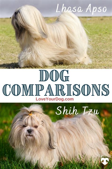 Lhasa Apso vs. Shih Tzu: Breed Differences & Similarities