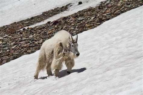 Mountain Goat Walking on Snow Stock Image - Image of mean, snowfield ...