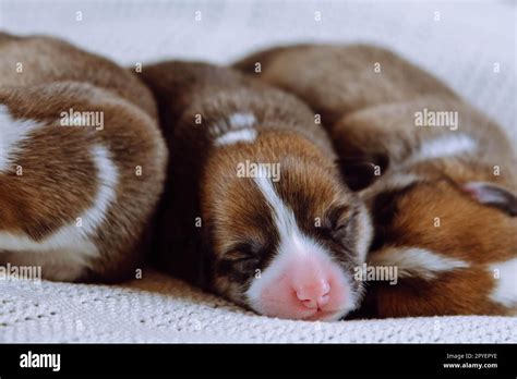 Three furry multicolored brown, white and black blind welsh corgi puppies sleeping together on ...