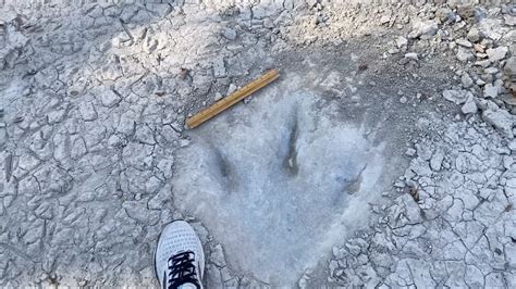 Dinosaur Tracks Uncovered in Texas