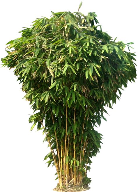 Bamboo PNG Transparent Images - PNG All