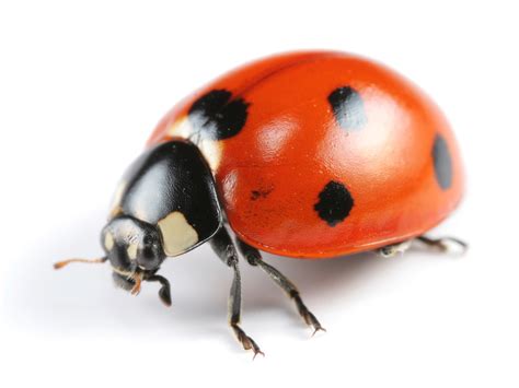 7 Interesting Facts About Lady Bugs | U.S. Pest Protection