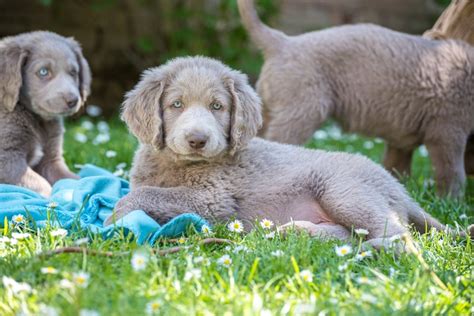 Weimaraner Puppies Best Deals | www.pinnaxis.com