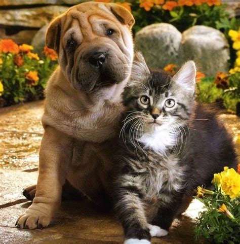 21 best gatitos y perritos tiernos y adorables images on Pinterest | Animal babies, Cubs and ...