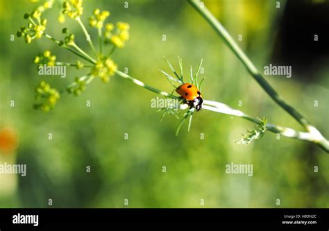 Ladybug on a plant Stock Photo - Alamy