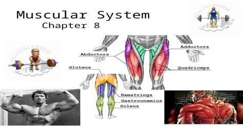 (PPT) Muscular System Chapter 8. Poke a Muscle Learn your muscles ...