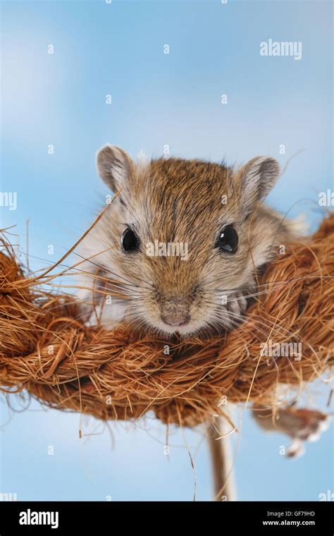 mongolian gerbil Stock Photo: 112643257 - Alamy