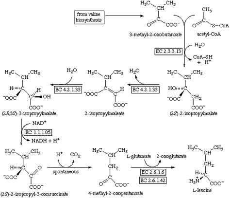 Leucine Biosynthesis