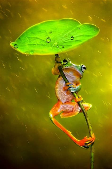 Raining by Ellena Susanti on 500px | Animals beautiful, Cute frogs, Pet birds