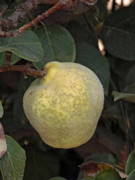 Quince Flower Fruit