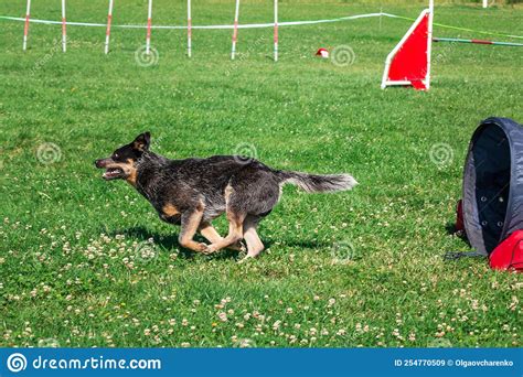 Dog in Agility Competition Set Up in Green Grassy Park Stock Image - Image of playful, nature ...