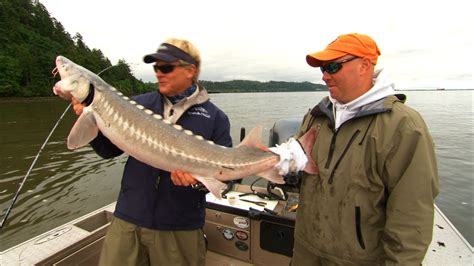 Sturgeon Fishing Columbia River in Astoria Oregon - YouTube